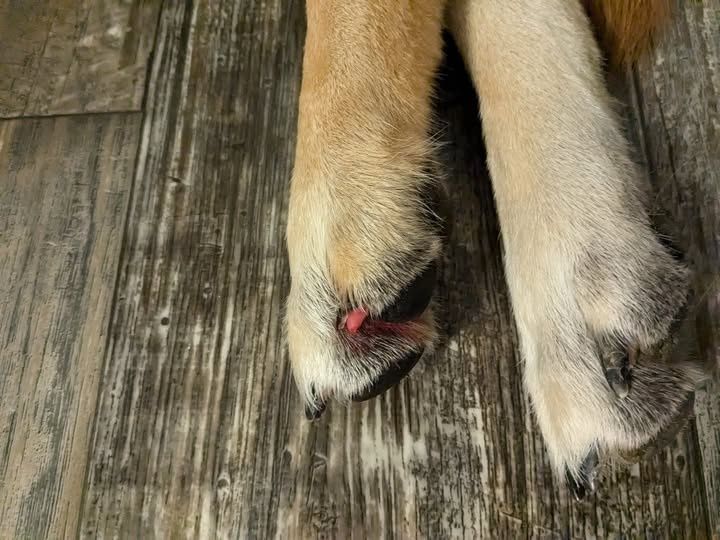 dog nail broke quick exposed home treatment