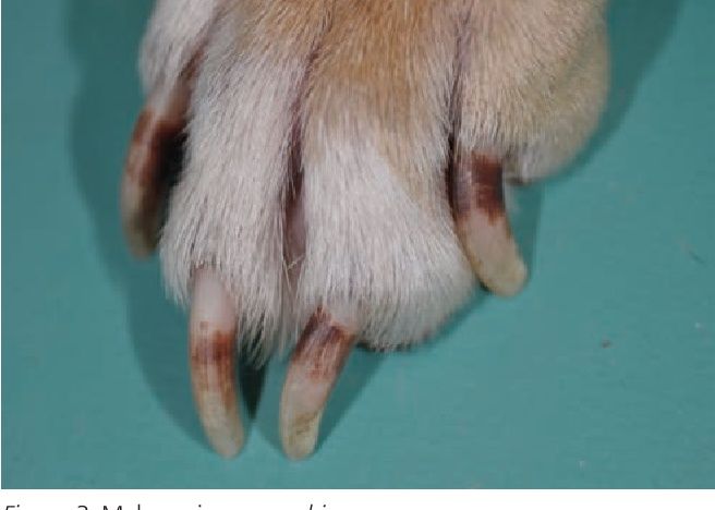 Veterinary diagram showcasing common dog nail disorders and claw anatomy