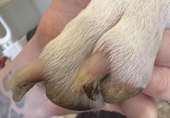 dog nail fungus and yeast prevention through clean grinding