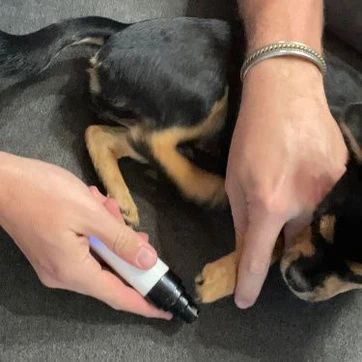 dog nail grinder with safety guard close up on dog paw