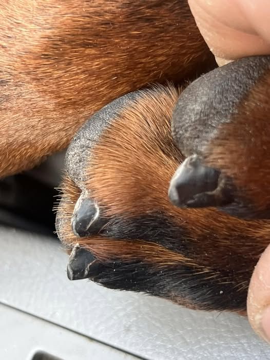 dog nail hollow underneath