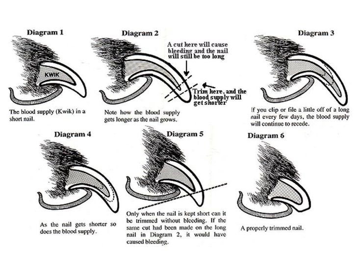 Dog nail length chart displaying proper trimming guide