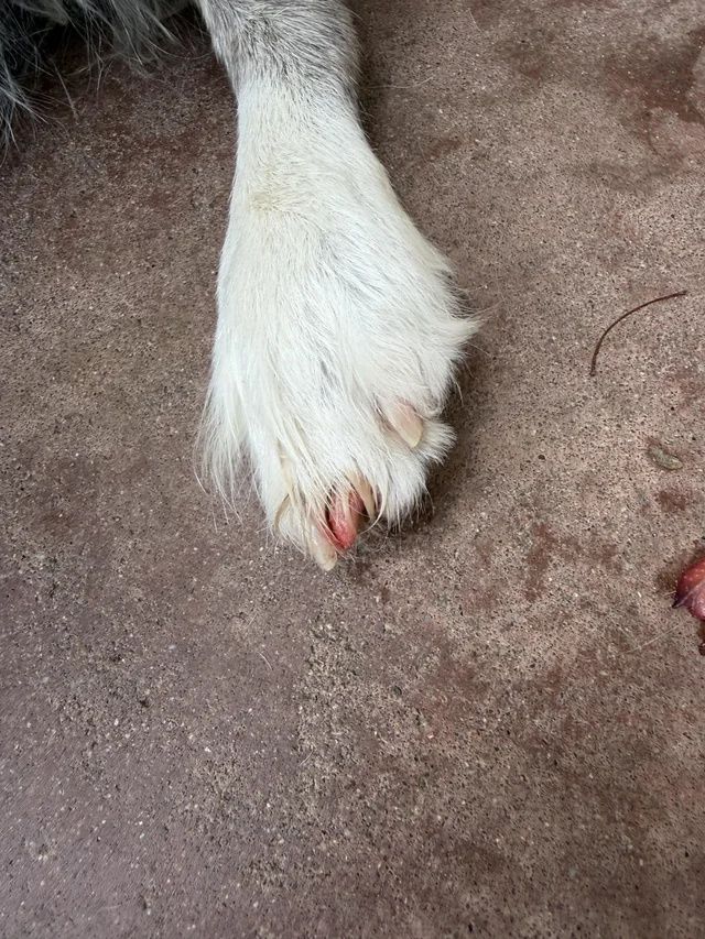 Applying styptic powder to stop dog nail bleeding