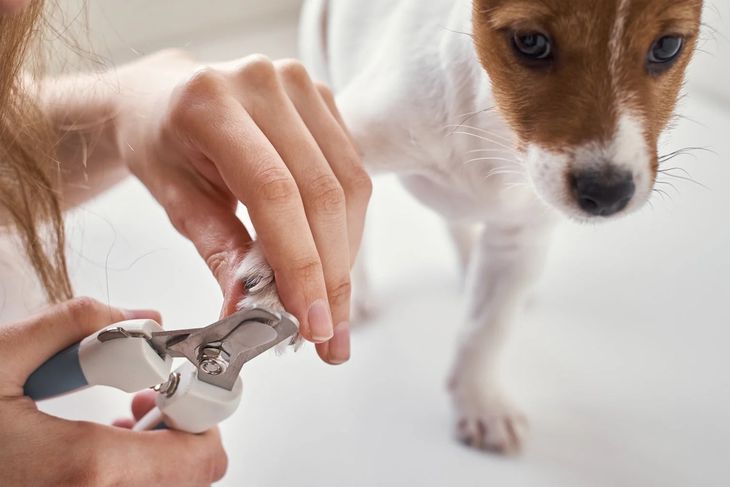 dog nail salon grooming experience