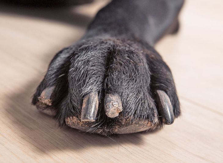 A dog nail showing natural shedding and grooming process