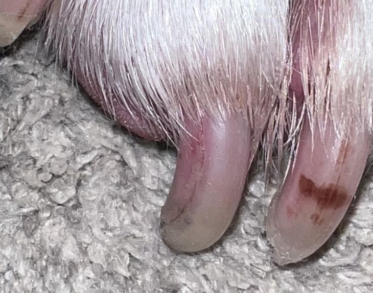dog nail split horizontally showing the internal quick