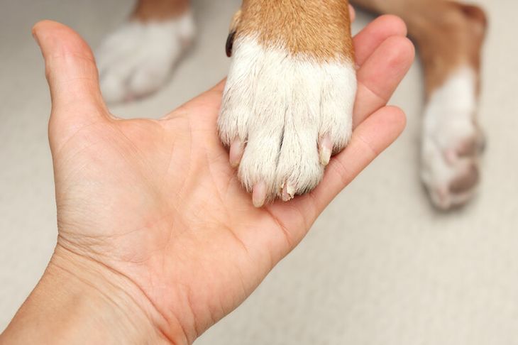 dog nail trauma