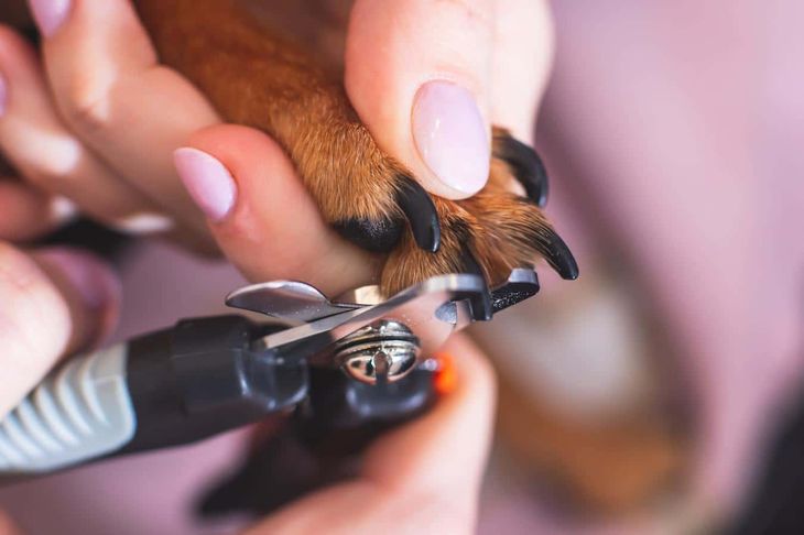 professional dog nail trim services in austin tx
