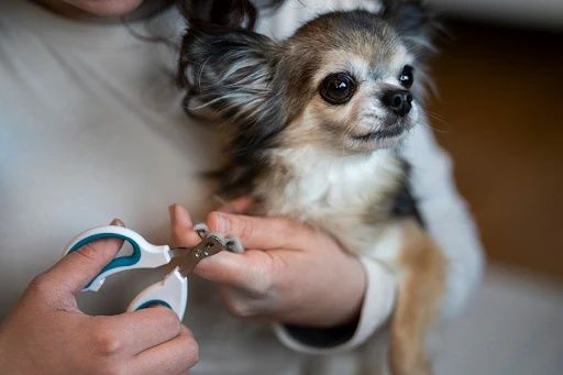 veterinary laser claw trimming safety and cost