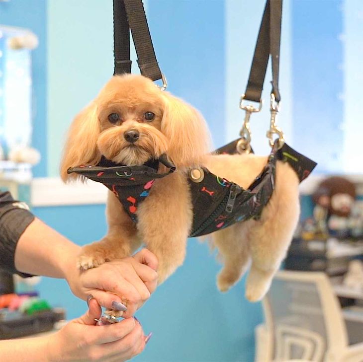 anxious dog suspended in a blue dog nail trimming hammock for safe grooming