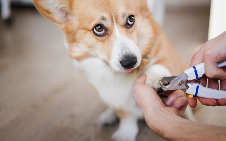 professional veterinary laser claw trimming services
