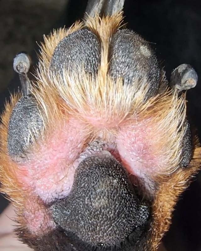 dog nail yeast infection smell and discoloration signs