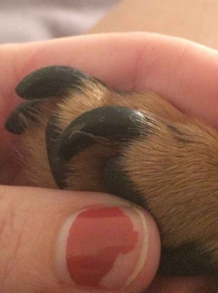 dog ripped toenail completely off