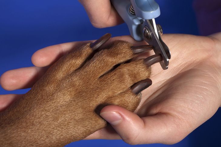 dog tries to bite when cutting nails