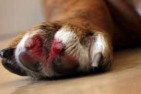 using kitchen flour to stop a dog's nail from bleeding