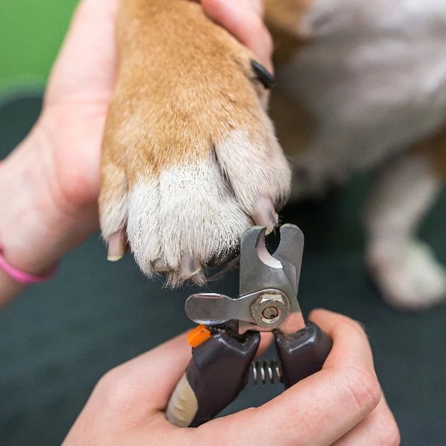 A professional dog groomer carefully inspecting a dog's paw for a nail trim