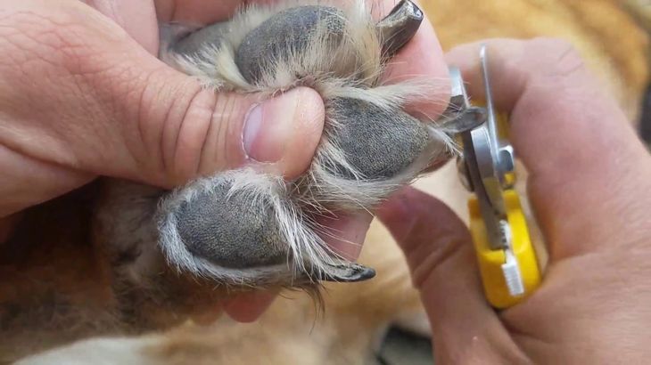 german shepherd nail cutter