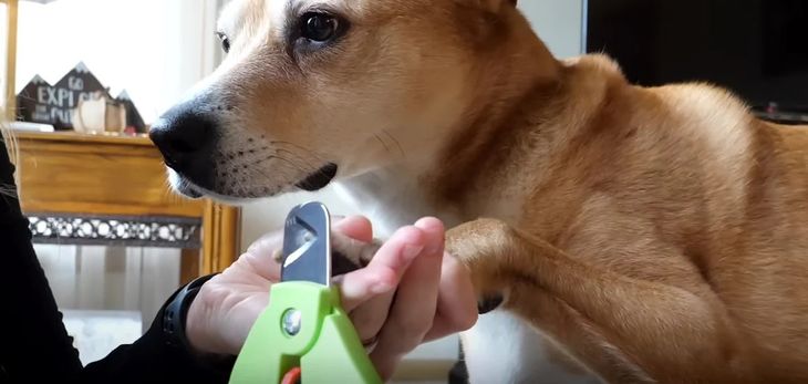 heavy duty nail clippers for extra large dogs
