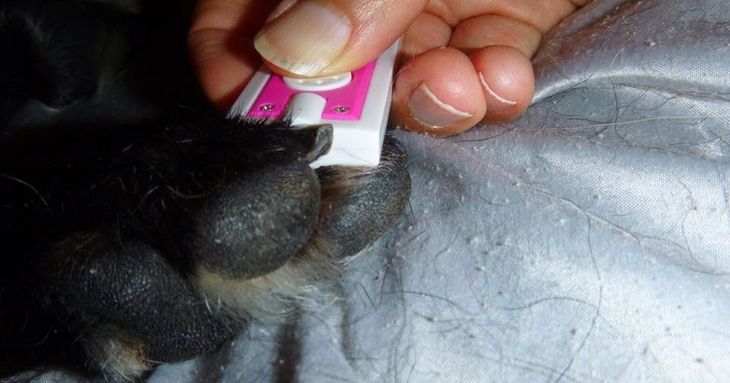 how to cut curled dog nails