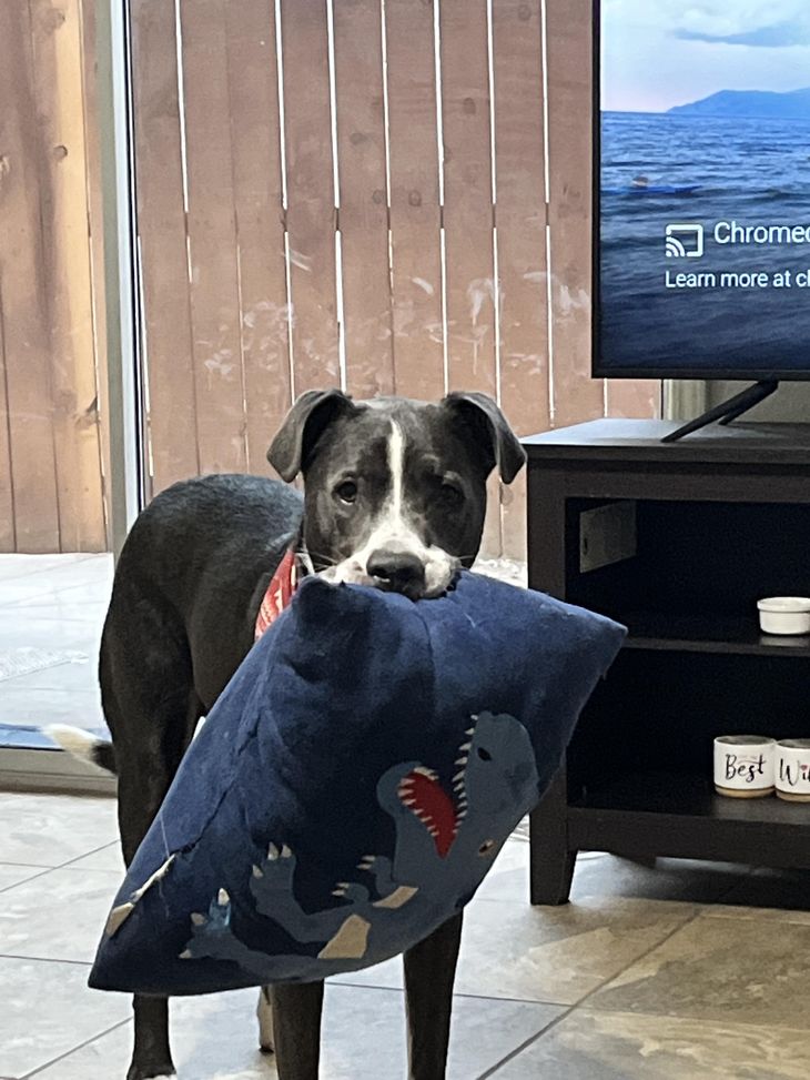 Calm dog receiving a precise and painless nail grinding session