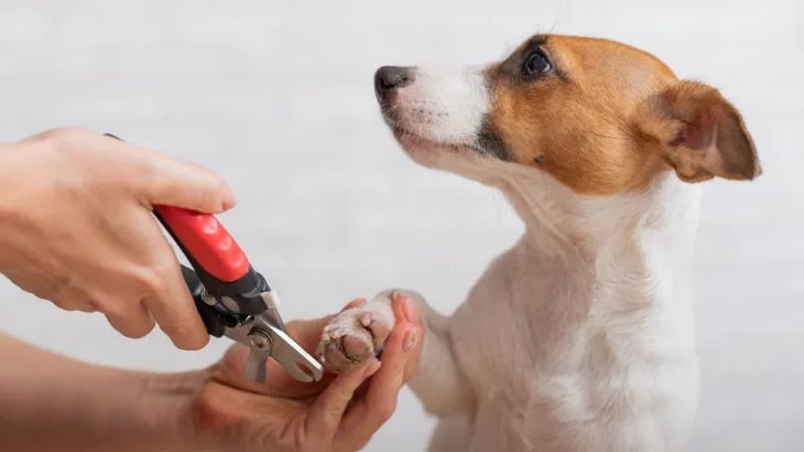 how to cut dog nails with quick safely
