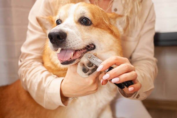 how to desensitize dog to nail trimming