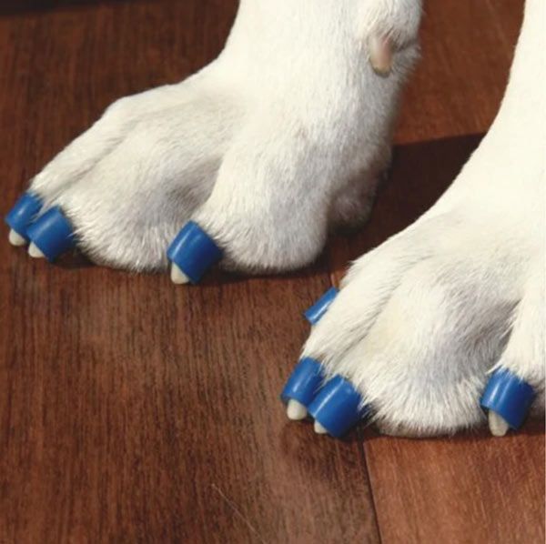 how to stop dog nails from tearing up carpet