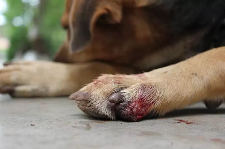 how to stop dog toenail bleeding during grooming at home