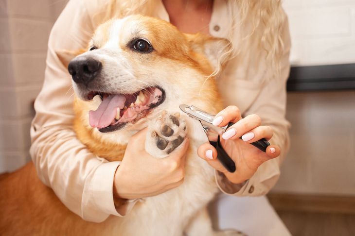 how to trim dogs nails at home