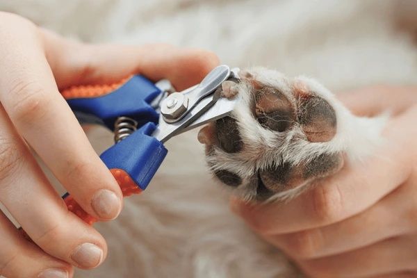 mobile dog nail trimming service showing safe grinding angles