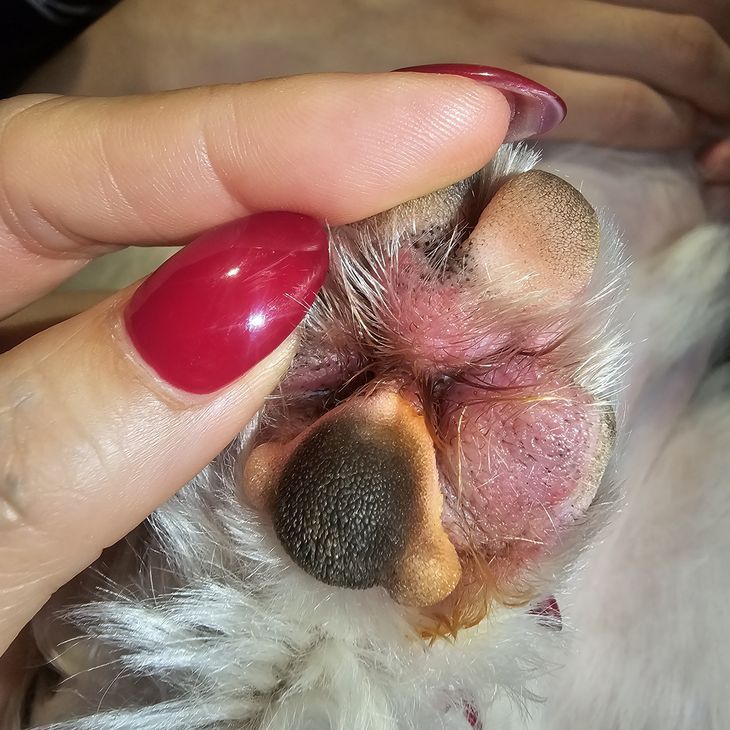 A close-up of paronychia dog nail infection showing swelling and irritation