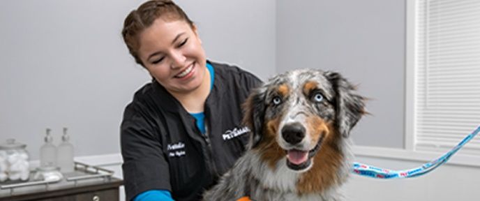 professional pet grooming nail trim cost options at petsmart