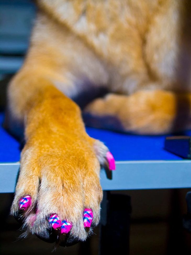 prevent dog nails tearing rug