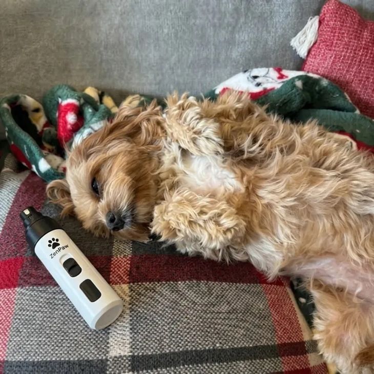 Trimming puppy nails safely with a whisper-quiet nail grinder