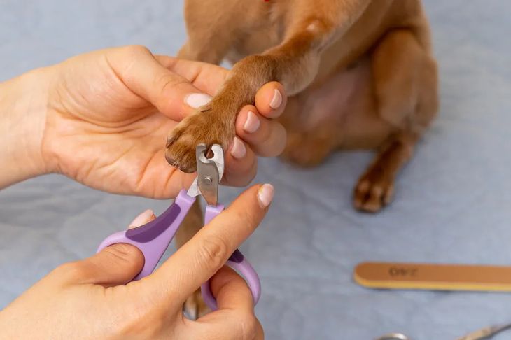 Administering safe sedative for dog to clip nails
