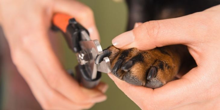 senior dog nail trimming