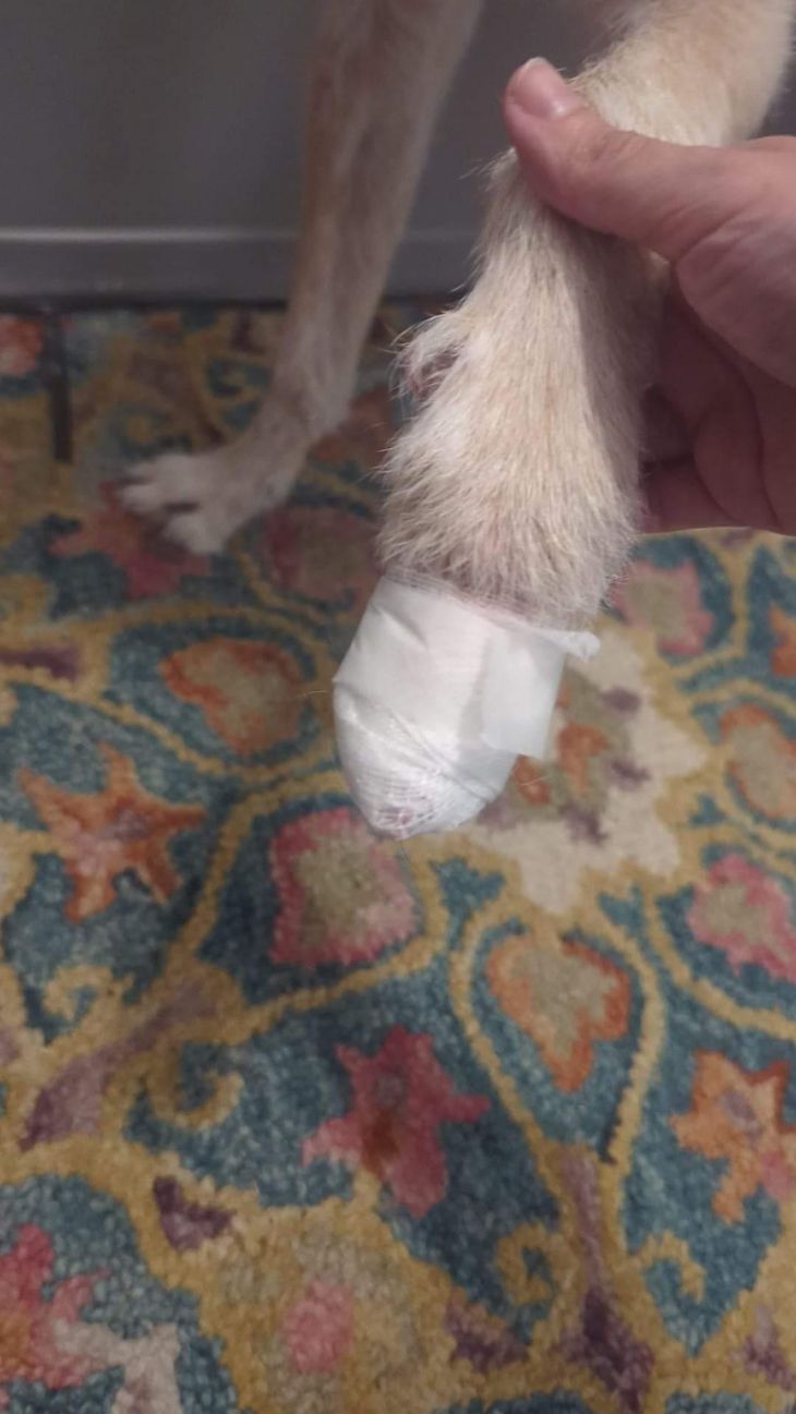 using silver nitrate for cut dog nails to stop bleeding safely