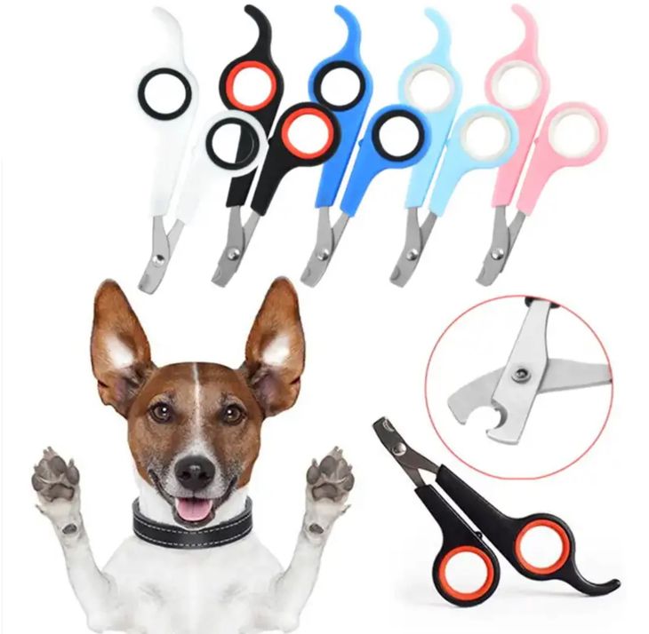 Small dog nail care session with gentle handling