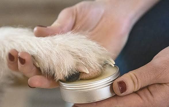 soak dog nails before cutting