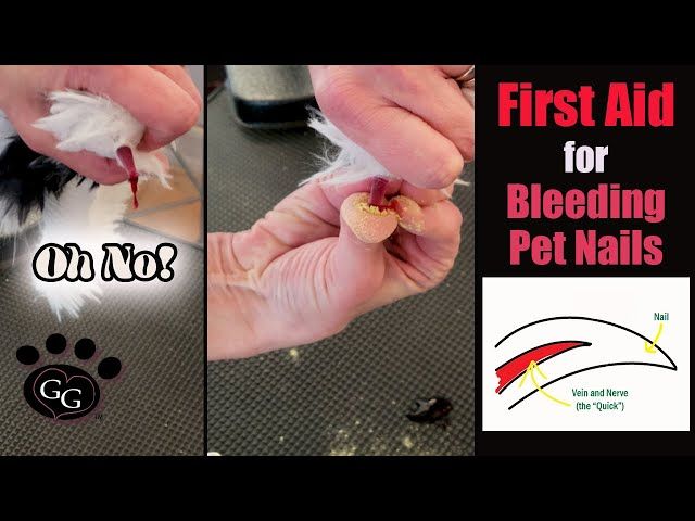 cauterizing dog nails with silver nitrate to seal blood vessels