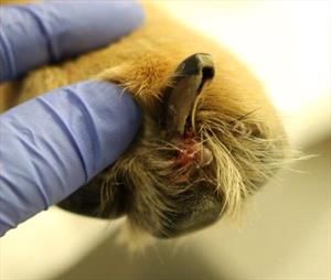 unhealthy dog nails displaying signs of yeast infection and discoloration