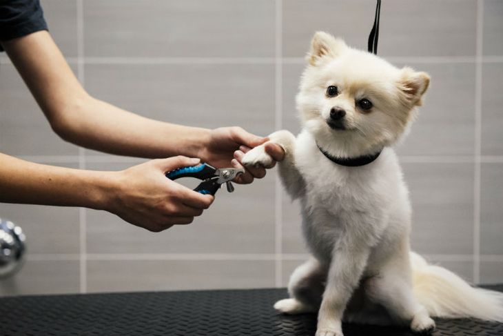 Home walk-in dog nail trimming solutions
