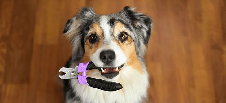 Walk-in dog nail trimming prices breakdown