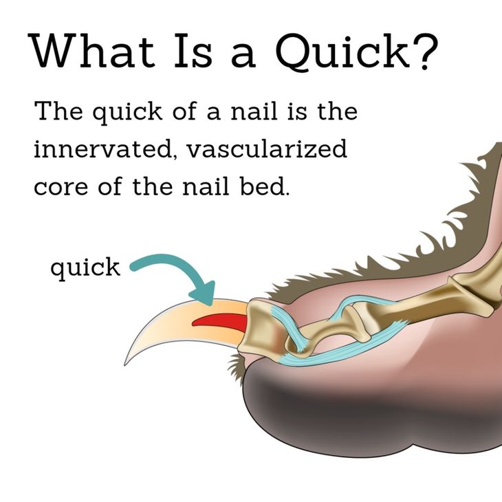 Close up of healthy dog nails showing correct grooming angle