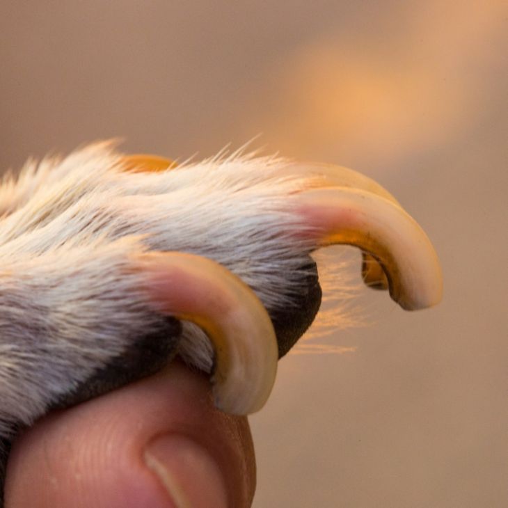 the dangerous effects of overgrown dog nails on paw health