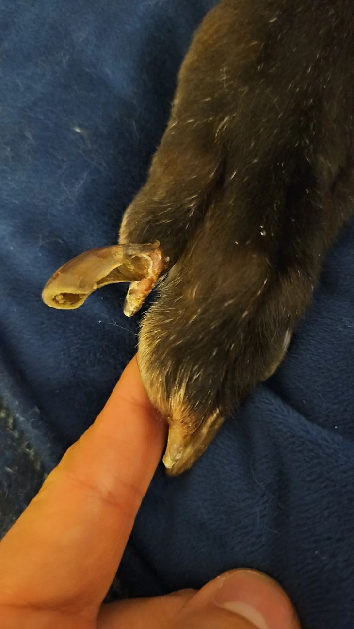 anxious dog having paw inspected for brittle and splitting dog nails