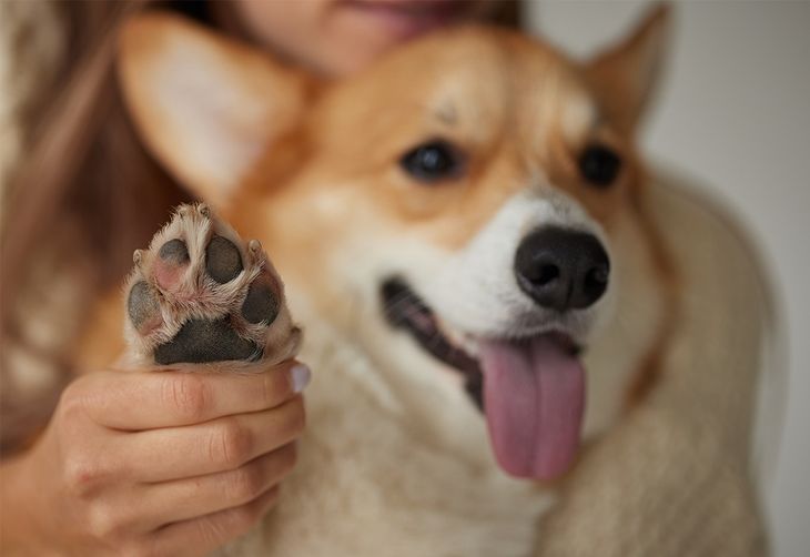 why do dogs feet smell after nail trim visual inspection